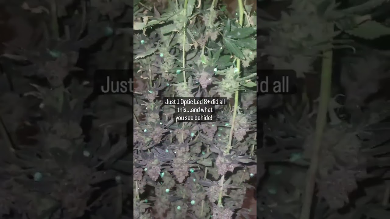 @magical_mufuckas - Amazing Optic 8+ Harvest