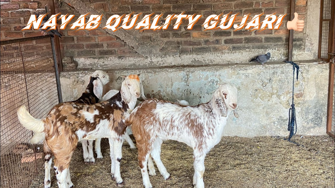 ORIGINAL QUALITY GUJARI KIDS KHUBSURAT CHIZ Hai 😍♥️