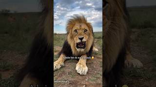 This Lions Face Says It All.