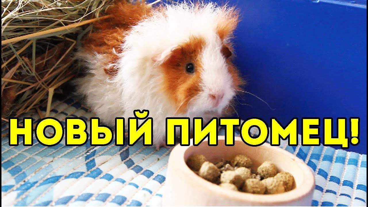 Морская Свинка Новый Год Морская Свинка Новый Год