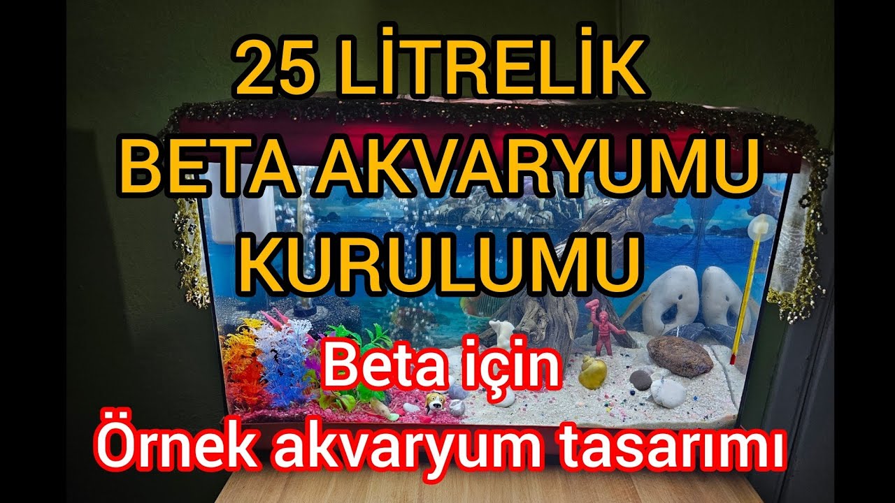 Beta Akvaryum Kurulumu. Beta İçin Örnek Akvaryum Kurulumu. 