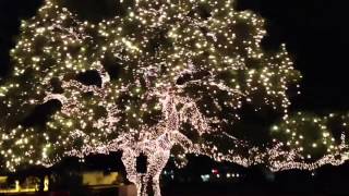 Lighted Live Oak Tree