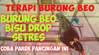 pancingan burung beo.macet bunyi setres drop🤕