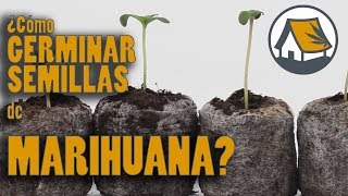 Cómo germinar SEMILLAS de MARIHUANA REGULARES: Black Domina, Big Bud, G13 y Ed Rosenthal. Barraca 20