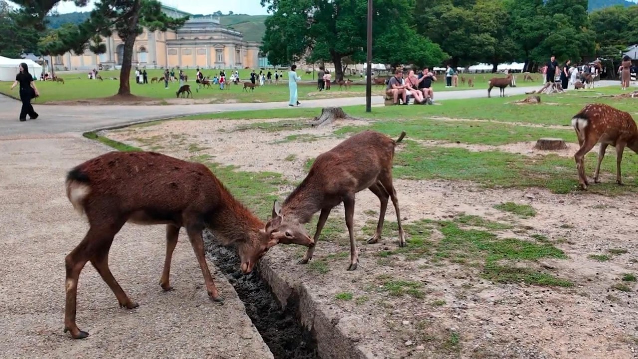 Нара - город оленей. Этот город Японии навсегда останется в твоем сердце