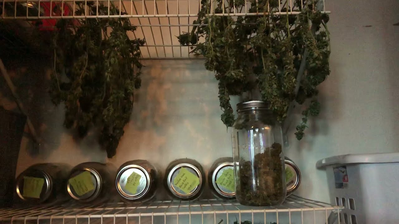Cannabis Harvest Update- Trim Jail and Pressing Fresh Flowers!