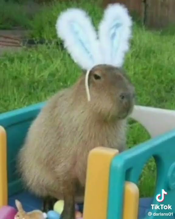 a capivara gritando o nome Raafaela｜Pesquisa do TikTok