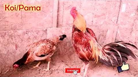 Qaib ไก่ชน Ayam Pakoy/Pama, handsome bearded super lock straight tail Thai brood cocks 2020 FULL HD