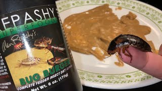 Dubia roach colony destroys food Timelapse 5:42
