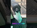 12 days to go! Puppy countdown begins! #puppy #countdown #getready #labrador #lab #dog #funny #cute