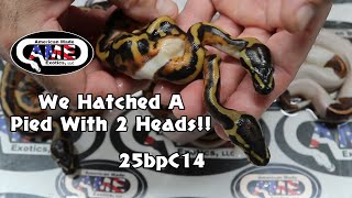 25bpC14 25bpC14 fm Pied x m Black Pastel Pied
