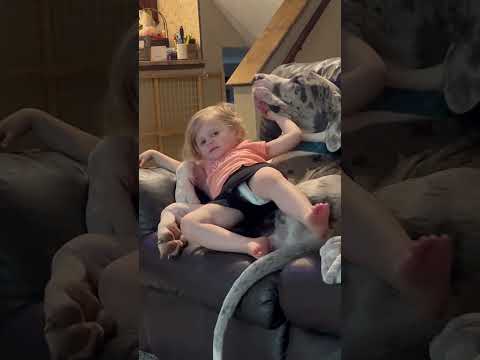 Little Girl Has Half Her Arm in Pet Dog's Mouth - 1420331