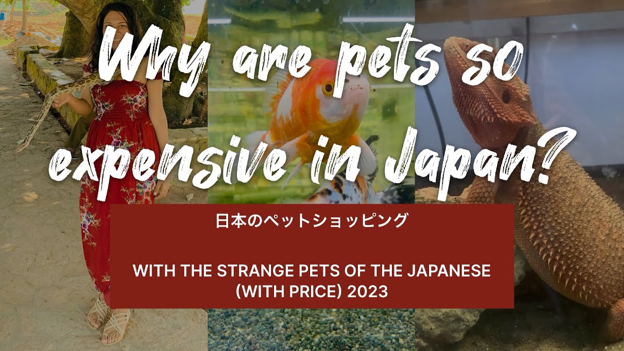 Best pet shop in japan 2023English subtitle with price update ペットをショッピング japanusapetdog
