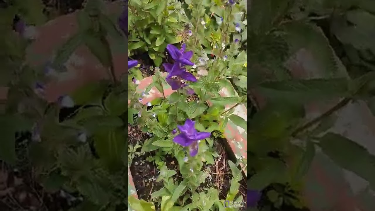 #garden
