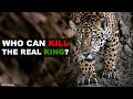 5 Animals That Could Defeat A Jaguar