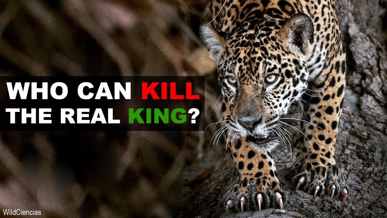 5 Animals That Could Defeat A Jaguar - YouTube
