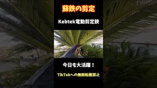 剪定】蘇鉄(ソテツ)の剪定。 - YouTube