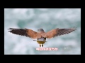 P・・・明日はお立ちか