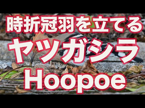 【野鳥撮影】冠羽を立てる餌取り中の石垣島のヤツガシラ Hoopoe