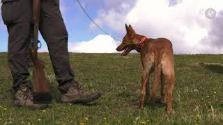 El podenco: raza y codicia | Cazadores de Lances