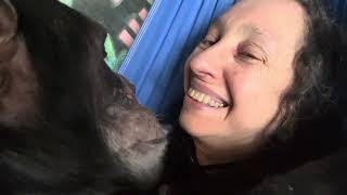 Chimpanzee Grooming on Hammock Indoors