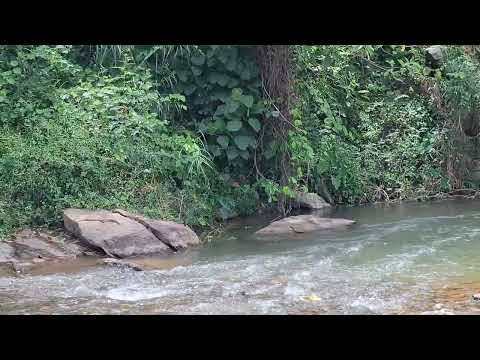 Calm Stream in the Deep Forest 🌲 | Soothing Water Sounds for Relaxation and Focus