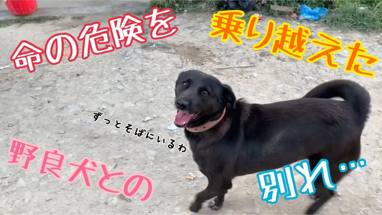お別れの日に ずっと付いて来る野良犬たち 命の危険を何度も乗り越え 最後に見せてくれた幸せそうな姿 Youtube