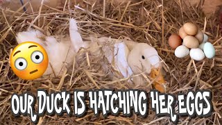 Our Ducks Are Trying To Hatch Their Eggs / Grandma Lives In The Basement / duck eggs