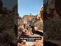 Beautiful Texas Wildlife