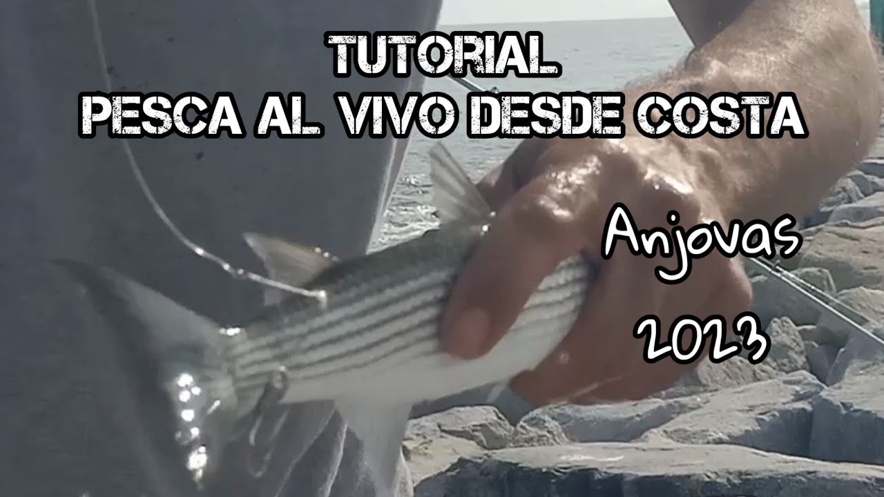 TUTORIAL pesca al VIVO desde COSTA 2023(ANJOVAS) #pescaalvivo #tutoroalpesca