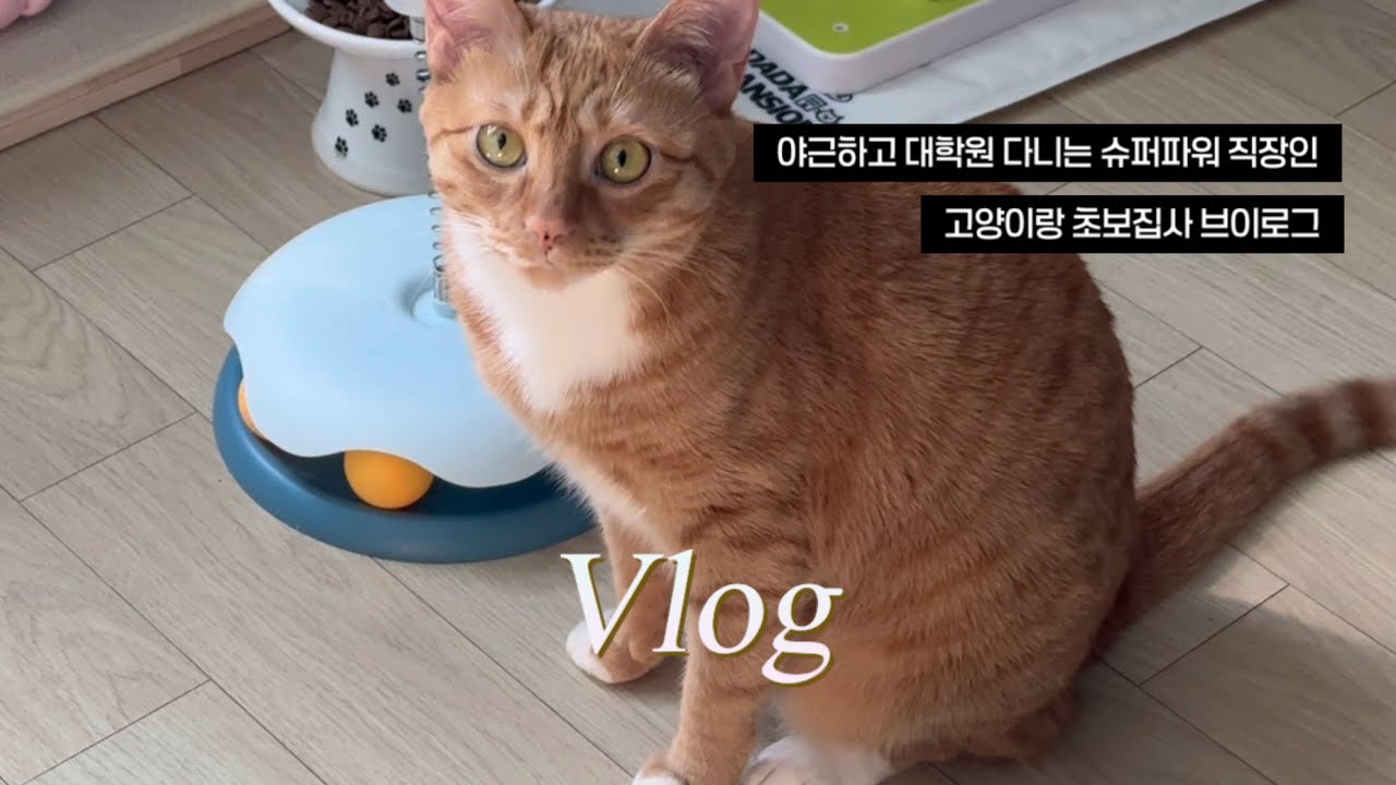 VLOG | 야근과 직장인 대학원 병행하기 | 브리저튼 4 몰아본 주말 | 고양이랑 함께사는 초보집사 브이로그 | MBA 마지막 학기 첫 기말고사