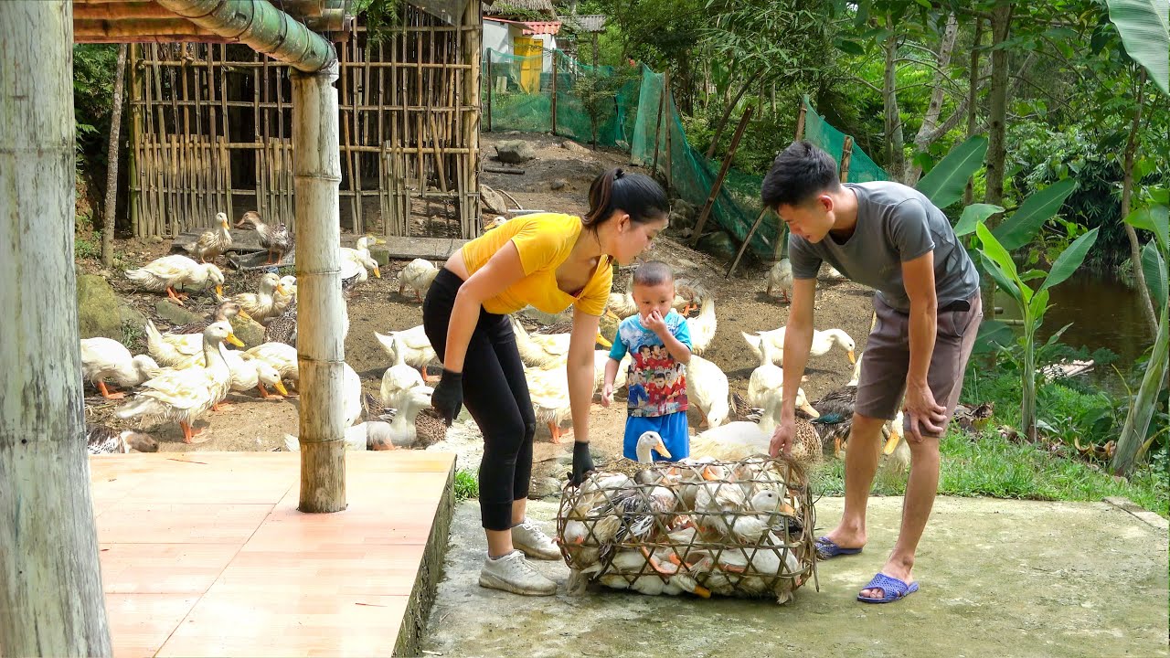 Harvest Ducks - Sell The Duck Flock. Clean the Barn And Disinfect Preparing Raise New Ducks Flock