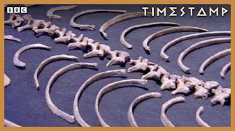 When did humans start cooking? | BBC Timestamp