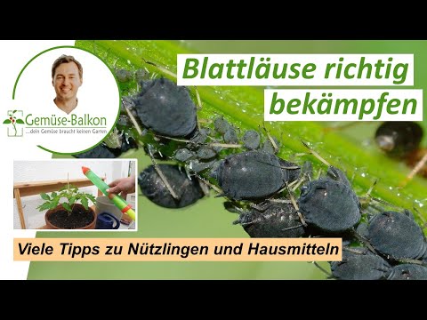 elefantenfuß wie tief einpflanzen Seedeo® Flaschenbaumlilie