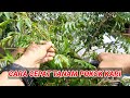 CARA CEPAT TANAM POKOK KARI