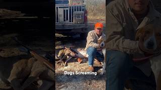 Best Deer Hound Roar of 2023!!! #deerhunting #hounds