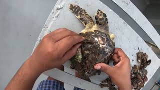 Rescue Sea Turtle Removing Barnacles From Poor Sea Turtle _animal nature turtles ocean