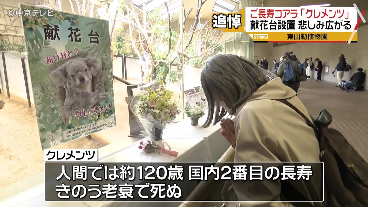 追悼…ご長寿コアラ「クレメンツ」 献花台設置 悲しみ広がる 名古屋