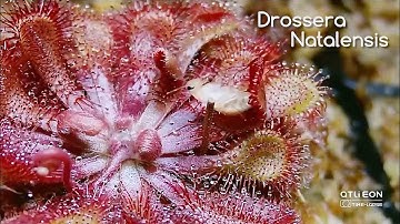 ATLI Time Lapse - Carnivorous Plants Time Lapse: Exploring the CARNIVOROUS PLANTS with ATLI EON