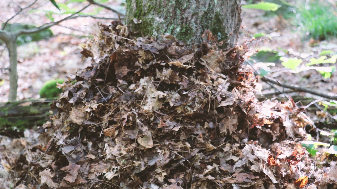 Life of Tree - Dylan Johnson concordia university jobs