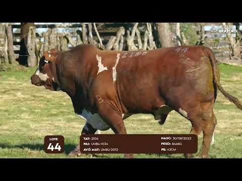 LOTE 44 MACHO