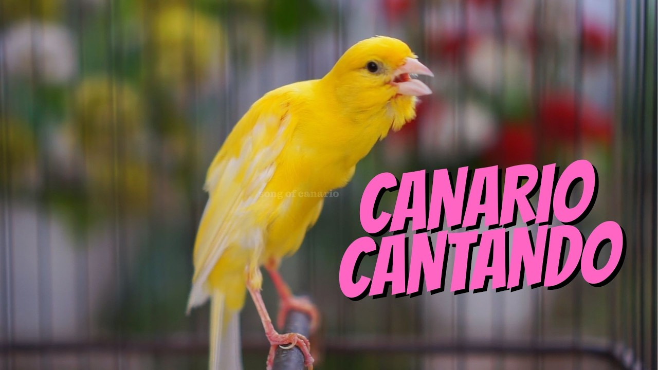 Canário Belga Cantando Muito: O Melhor Canto para Treinar seu Pássaro #08