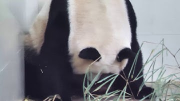 Panasonic LUMIX GH5: Go Higher - Observing the Life of Pandas in 4K at Wolong Panda Club 2/5