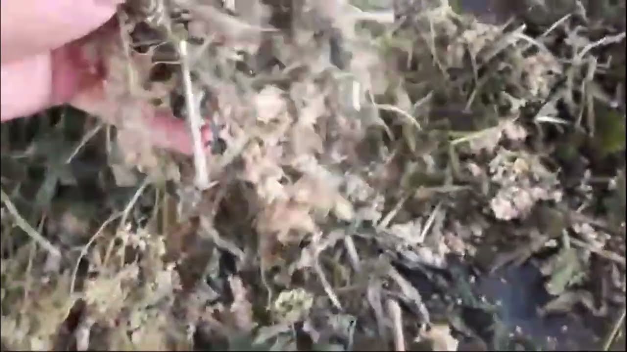 Таволга (Filipéndula ulmária)  и ее противовирусные свойства.