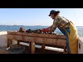 sternman does his job on scallop boat in maine