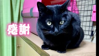 【年末のご挨拶】いつも感謝しております！みんにゃ！ありがとうにゃ　№315　しえるねこ 猫動画　可愛い猫　保護猫　漆黒　ぬこ　日本猫ねこ協会