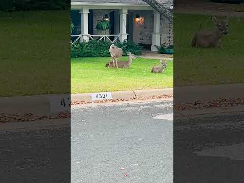 🦌Deerly beloved, we are gathered here today … 🐕 #rescuedog #urbandeer #atx #dogvideos #austin