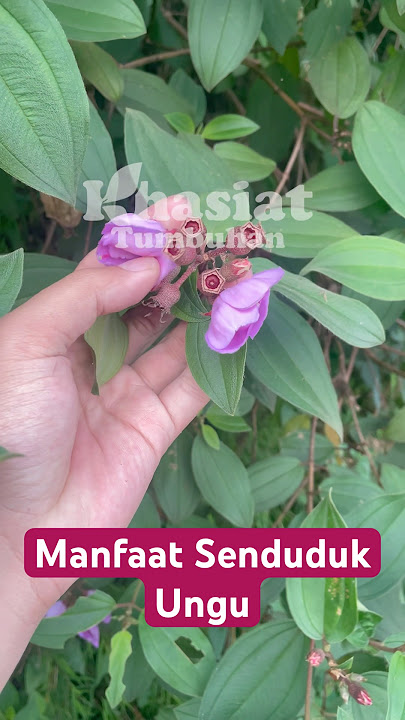 Download lagu Manfaat Senduduk Ungun Bantu Atasi Sariawan & Luka Ringan #obatsariawan #obatluka #obatlukabakar