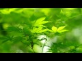 【青森】 白神山地　01｜癒しの自然・ヒーリングBGM シリーズ