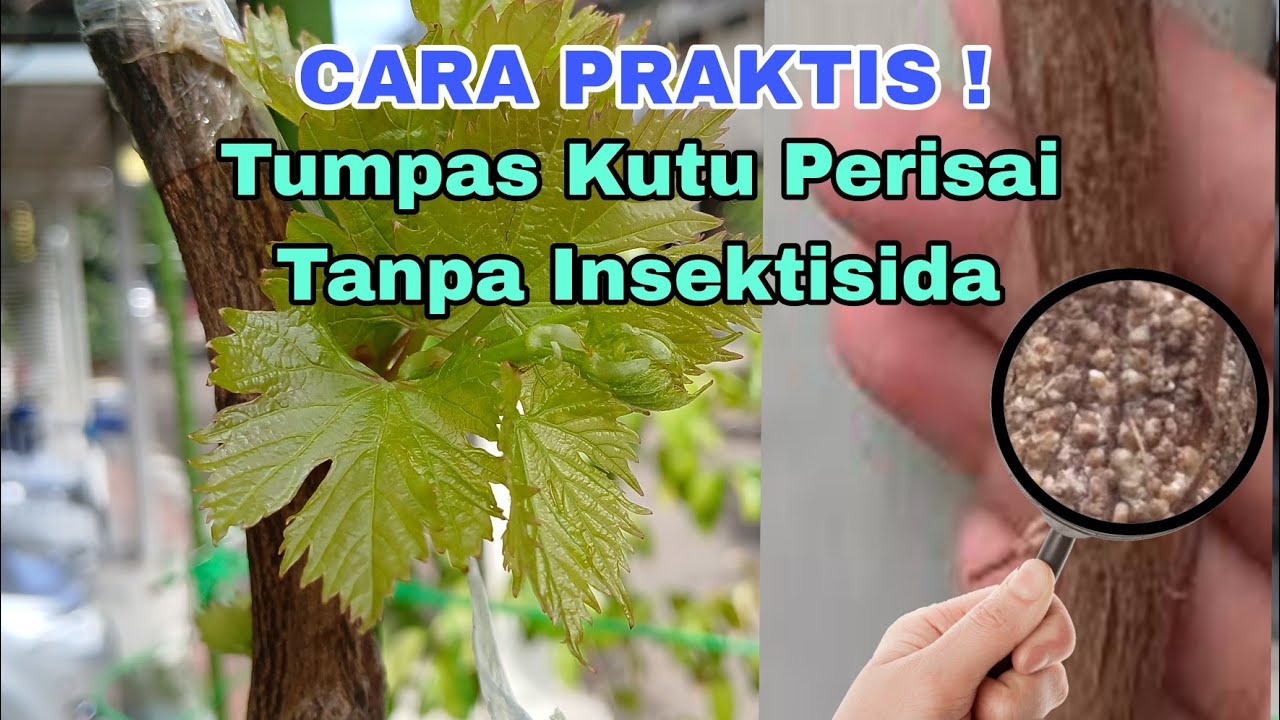 INI CARAKU ‼️ Membasmi kutu perisai tanaman anggur